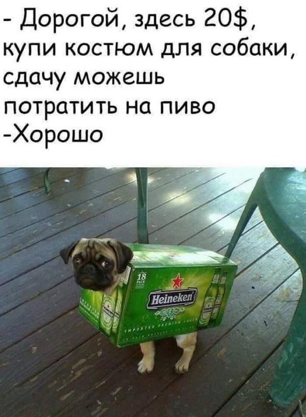 Дорогой здесь 20 купи костюм для собаки сдачу можешь потратить на пиво ЁЁ