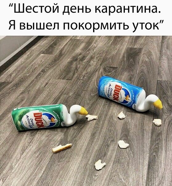 Шестой день карантина Я вышел покормить уток