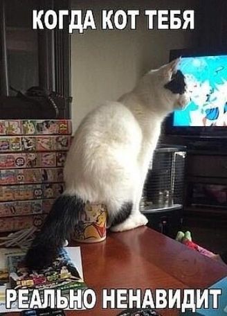 КОГДА КОТ ТЕБЯ