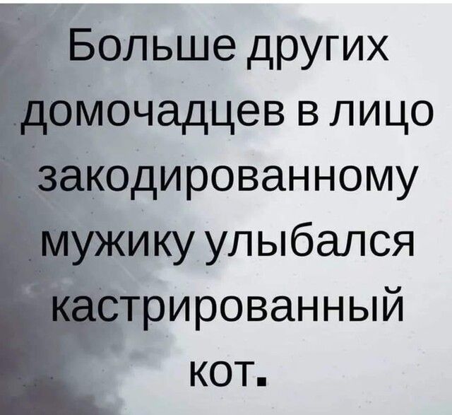 Мочадцев в лицо кодированному _ьику улыбался нтрированный кот