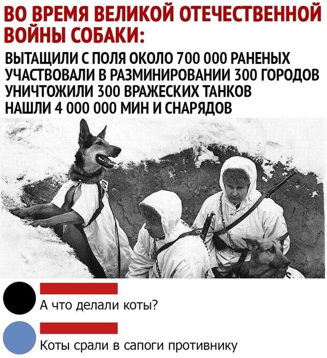 Й ОТЕЧЕСТВЕННОЙ Ы СОБАКИ ВЫТАЩИЛИ С ПОЛЯ ОКОЛО 700 000 РАНЕНЫХ УЧАСТВОВАЛИ В РАЗМИНИРОВАНИИ 300 ГОРОДОВ УНИЧТОЖИЛИ 300 ВРАЖЕСКИХ ТАНКОВ НАШЛИ 4 000 000 МИН И СНАРЯДОВ А что делали коты Коты срапи в сапоги противнику