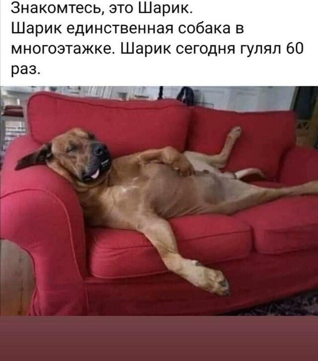 3накомтесь это Шарик Шарик единственная собака в многоэтажке Шарик сегодня гулял 60