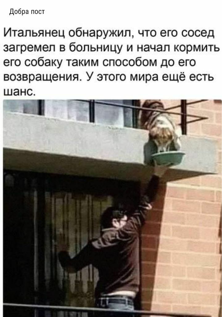 Добра пост Итальянец обнаружил что его сосед загремел в больницу и начал кормить его собаку таким способом до его возвращения У этого мира ещё есть
