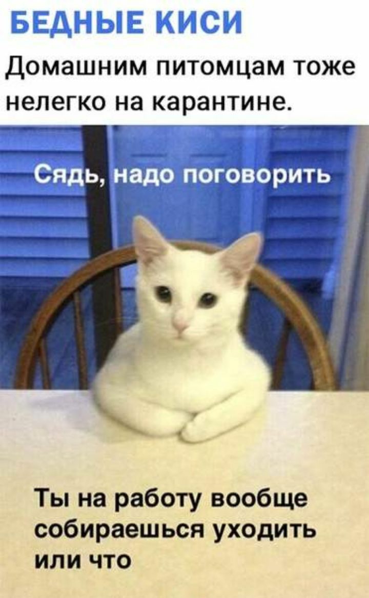ДОМЭШНИМ ПИТОМЦЭМ ТОЖЕ НЭЛЭГКО на карантине ___тт Ты на работу вообще собираешься уходить или что
