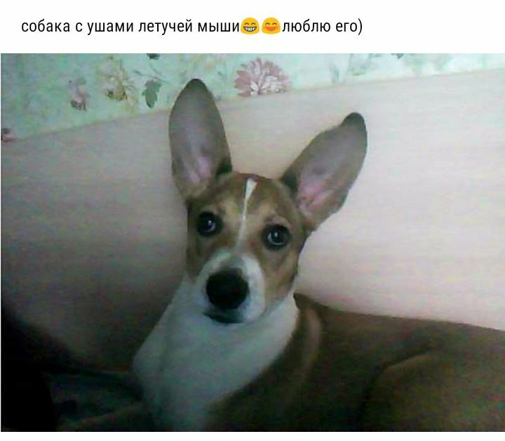 собака с ушами летучей мыши 5 люблю его