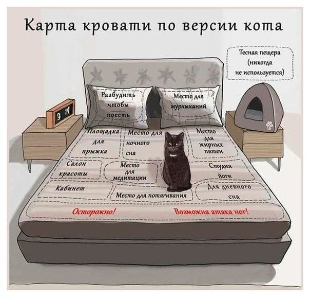 Карта кровати ПО ВЕРСИИ кота