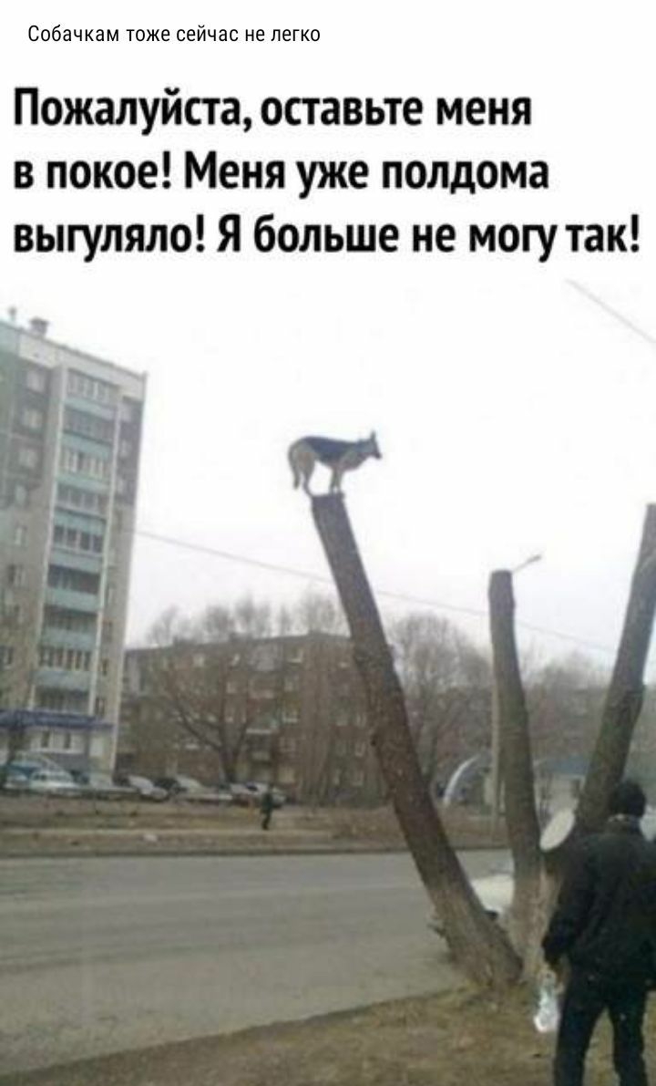 Собачкам тоже сейчас не легко Пожалуйста оставьте меня в покое Меня уже полдома выгуляло Я больше не могу так