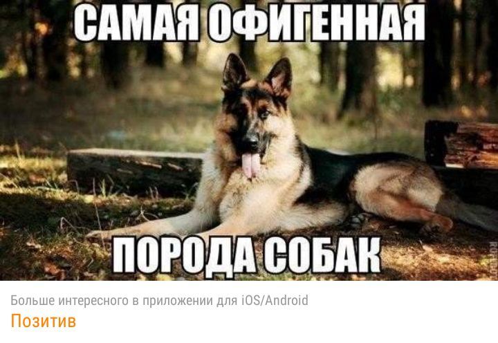 едмдшофицшнпн ь _ 42__ дуги П0Р0Дд Бднгв Позитив