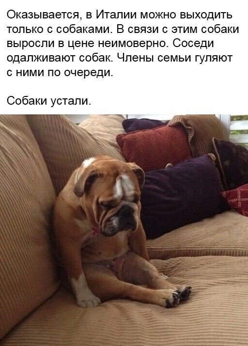 Оказывается в Италии можно выходить только с собаками В связи с этим собаки выросли в цене неимоверно Соседи одалживают собак Члены семьи гуляют с ними по очереди Собаки устали