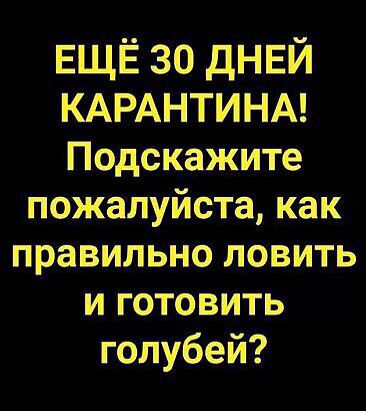 ЕЩЁ зо днвй КАРАНТИНА Подскажите пожалуйста как правильно ловить и готовить голубей