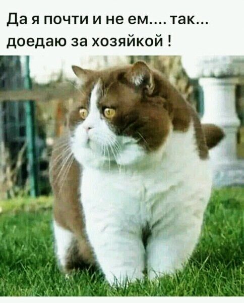 Да я почти и не емтак доедаю за хозяйкой