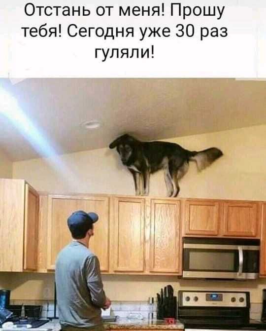 Отстань от меня Прошу тебя Сегодня уже 30 раз гуляли