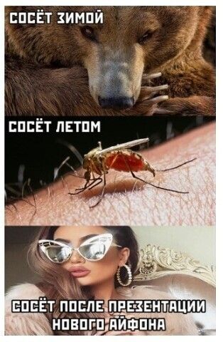 ппЁт импй