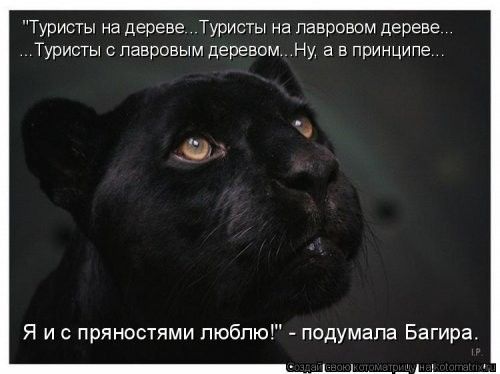 Туристы на дереве Туристы на павровом дереве Туристы павровым деревом Ну а в принципе Я и с пряностями пюбпю подумала Багира