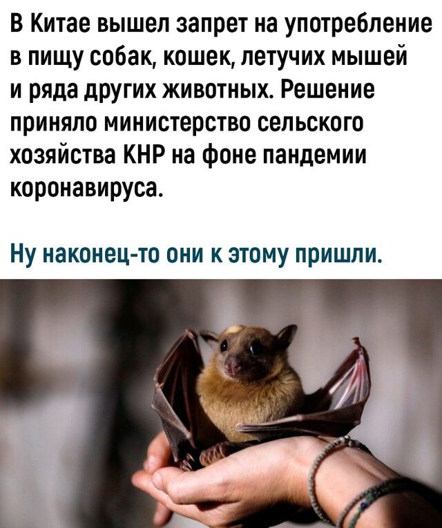 В Китае вышел запрет на употребление в пищу собак кошек летучих мышей и ряда других животных Решение приняло министерство сельского хозяйства КНР на фоне пандемии коронавируса НУ наконец то ОНИ К ЭТОМУ ПРИШЛИ