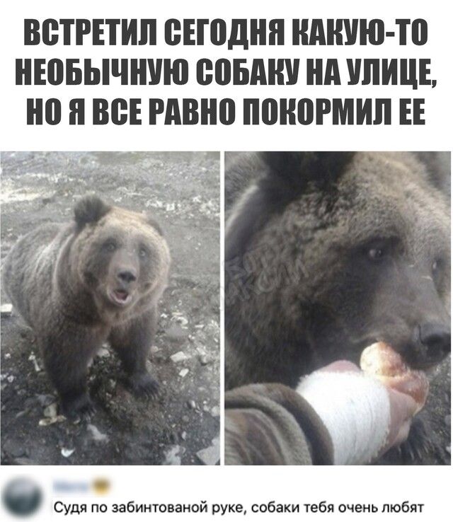 ВВТРЕТИЛ ВЕПЩНН нднию то НЕПБЫЧШЮ ВОБАШ нд УЛИЦЕ но ВВЕ РАВ ПШЮРМИП ЕЕ Судя по забинтованой руке собаки тебя очень любят