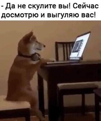 Да не скулите вы Сейчас досмотрю и выгуляю вас