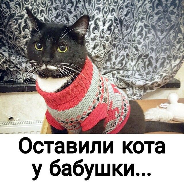 Оставили кота у бабушки