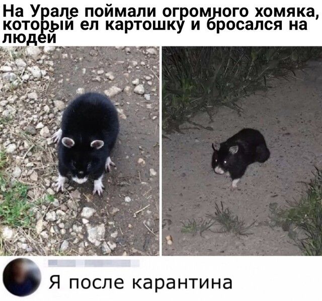 На У еще поймали огром ого хомяка кг0и _ыи ел картошку и росался на Л дИ Я после карантина