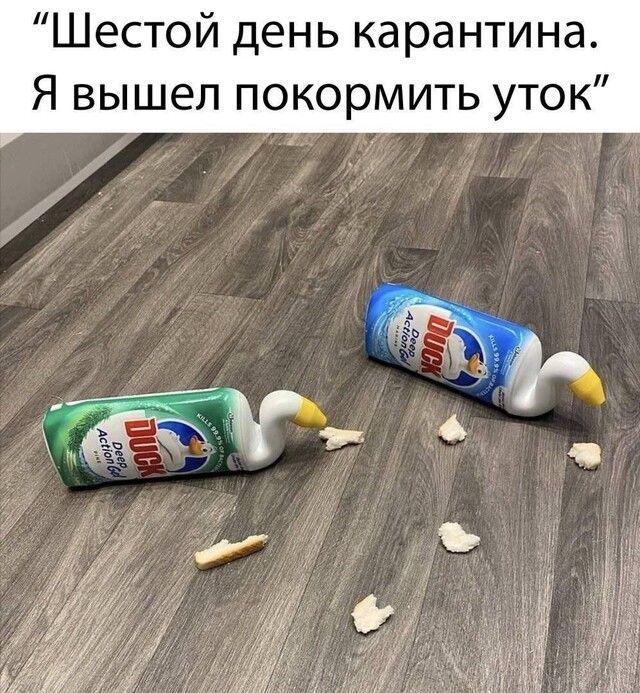 Шестой день карантина Я вышел покормить уток