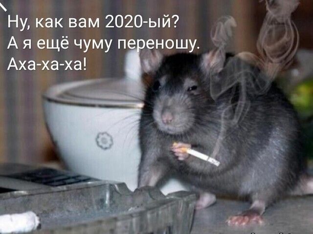 Ну как вам 2020 ый А я ещё чуму пе еношу Аха ха ха іі