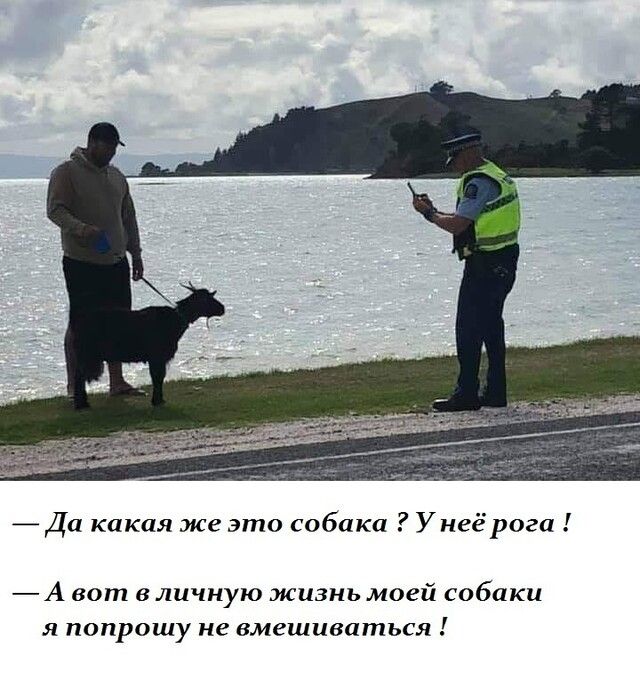 Да какая же это собака Унеёрога А вот в личную жизнь моей собаки я попрошу не вмешиваться