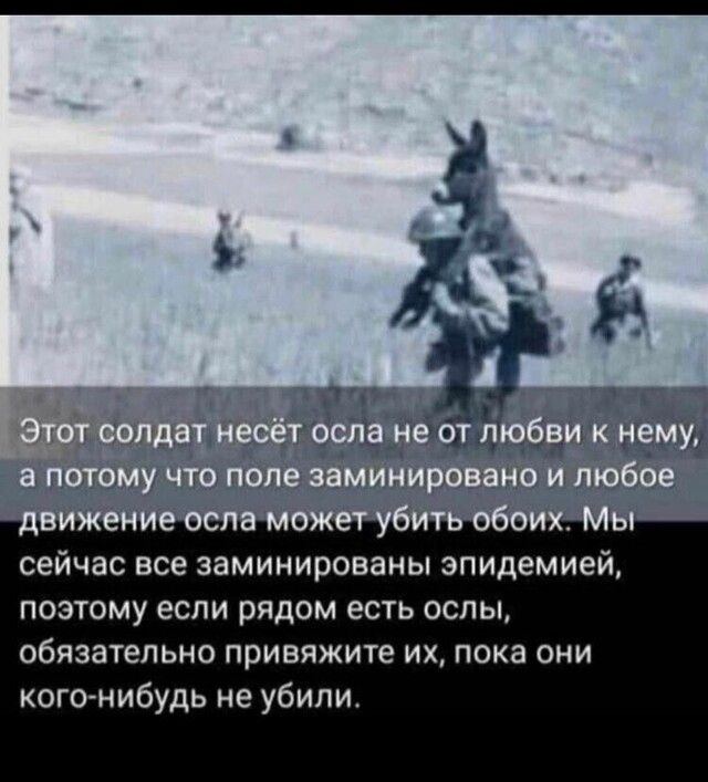 сейчас все заминированы эпидемией поэтому если рядом есть ослы обязательно привяжите их пока они кого нибудь не убили
