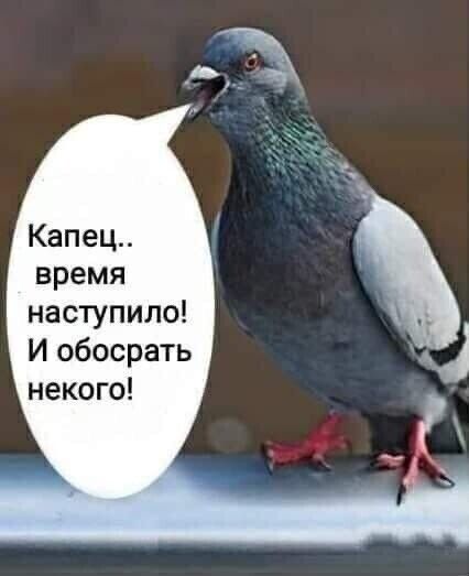 Капец время наступило И обосрать некого