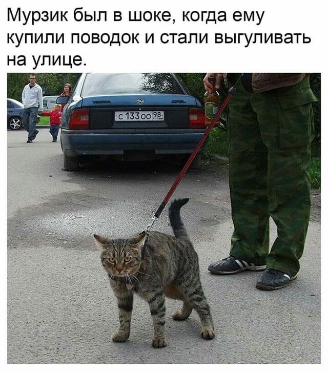 Мурзик был в шоке когда ему купипи поводок и стали выгуливать на улице