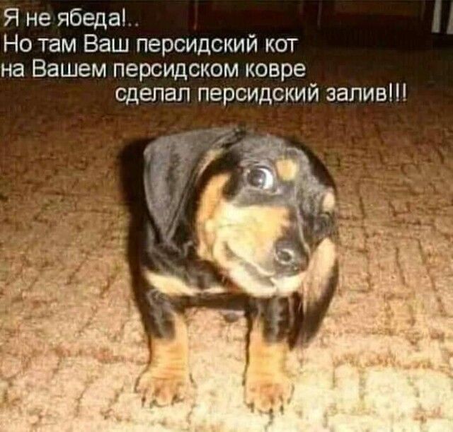 Я не ябеда _5 Но там Ваш персидский кот на Вашем персидском ковре сделал персидский залив