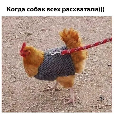 Когда собак всех расхватали