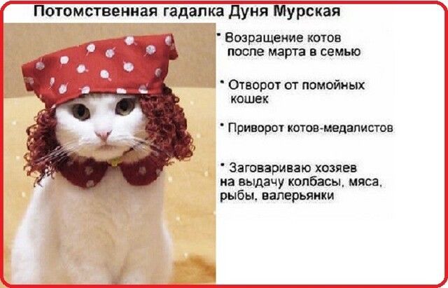 Потомствениая гадалка дуия Мурская Возращение котов после марта в семью Отворот от помойиых кошек Припороч котов мвдаписшв Заювариваю хозяев из выдачу колбасы мяса рыбы валерьянки