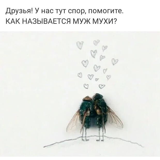 Друзья У нас тут спор помогите КАК НАЗЫВАЕТСЯ МУЖ МУХИ