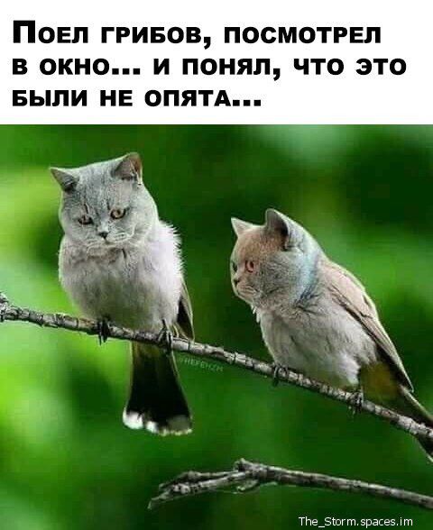 ПОЕП ГРИБОВ ПОСМОТРЕЛ В ОКНО И ПОНЯП ЧТО ЭТО БЫЛИ НЕ ОПЯТА Т_5шгт эрвдеэ