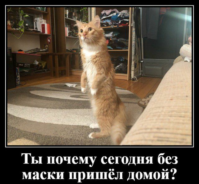 ТЫ почему сегодня без маски пришёл домой