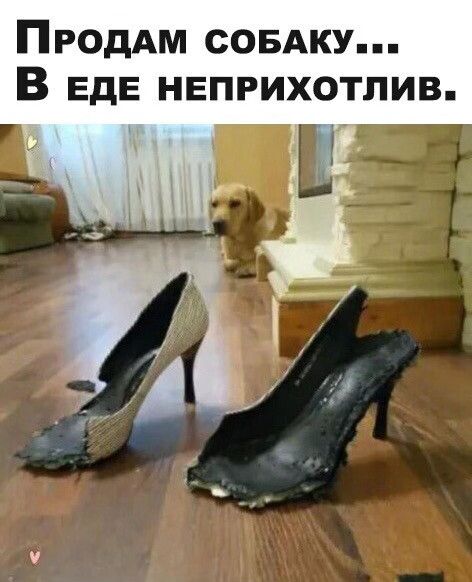 ПРОДАМ совдку В ЕдЕ неприхотлив Г