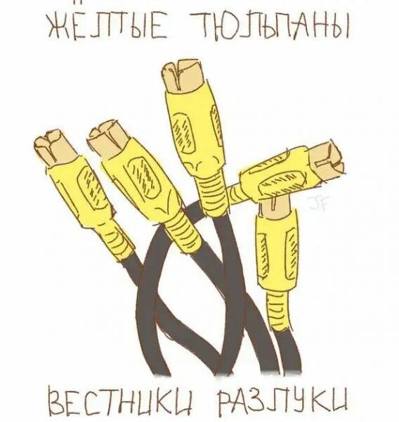 жёлтыъг тюльпаны ЕЕСТНЦКЫ КЦ