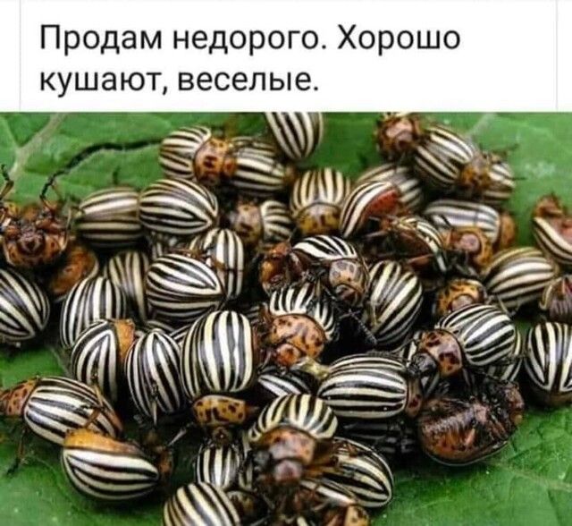 Продам недорого Хорошо кушают веселые