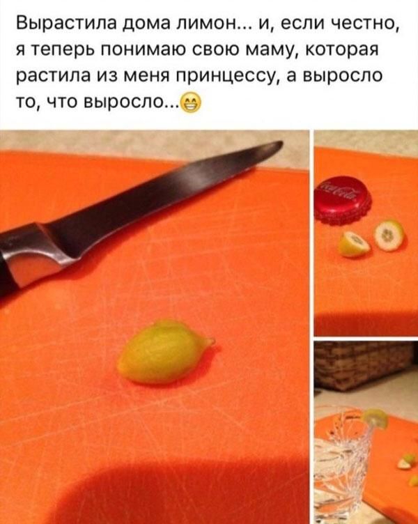 Вырастипа дома лимон и если честно я теперь понимаю свою маму которая растила из меня принцессу а выросло то что выросло гг