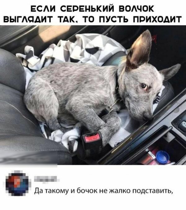 ЕСАИ СЕРЕНЬКИЙ ВОАЧОК ВЫГАЧАИТ ТАК ТО ПУСТЬ ПРИХОДИТ да такому и бочок не жалко подставить