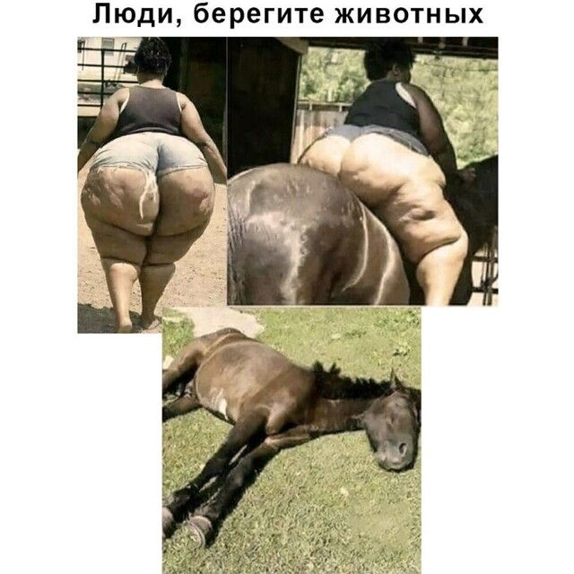 Люди берегите животных