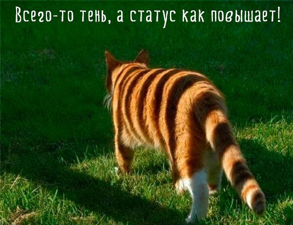 Всего тп тень 3 статус как повышает