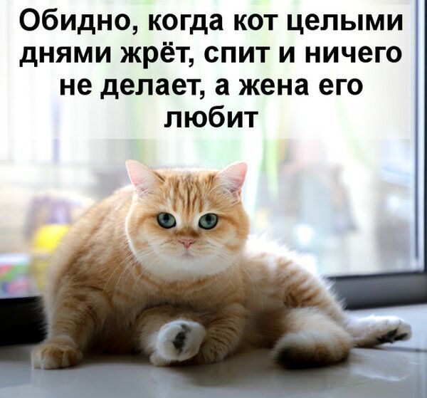 Обидно когда кот целыми днями жрёт спит и ничего не делает а жена его любит