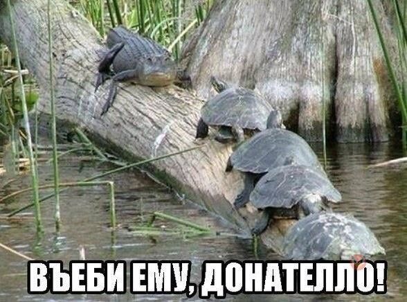 ЗВБЕБИ ЕМ ЕЩЁ яз дондтвппо