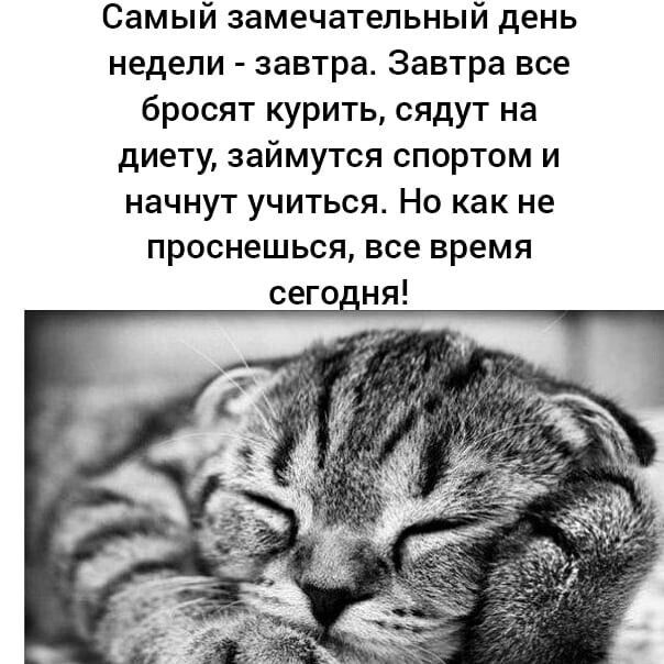 Самый замечательный день недели завтра Завтра все бросят курить сядут на диету займутся спортом и начнут учиться Но как не проснешься все время