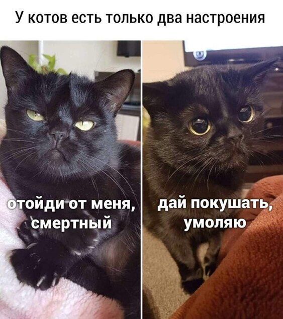 У КОТОВ ЕСТЬ ТОЛЬКО два настроения дай покушёть умоляю