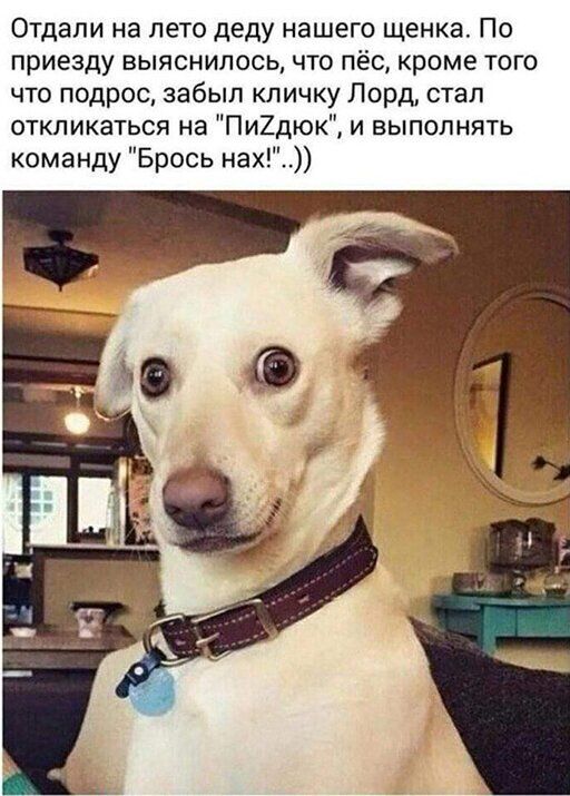 Отдали на лето деду нашего щенка По приезду выяснилось что пёс кроме того что подрос забыл кличку Лорд стал откликаться на Пи2дюк и выполнять команду Брось нах