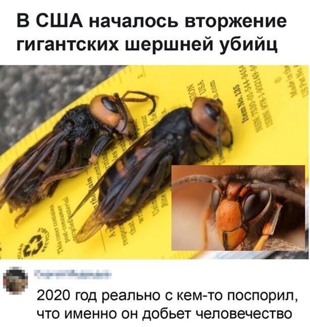 В США началось вторжение гигантских шершней убийц ё й д_ 2020 год реально с кем то поспорил что именно он добьет человечество