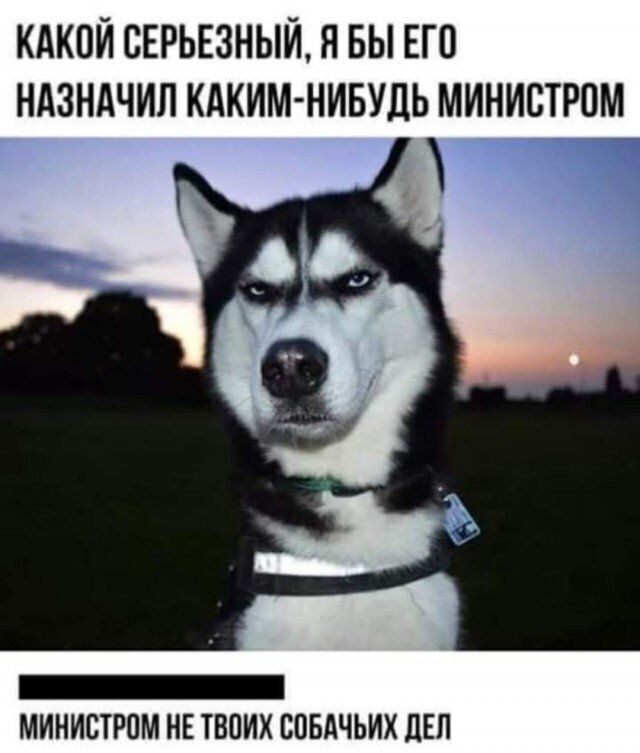 КАКОЙ СЕРЬЕЗНЫИ Я БЫ ЕГО НАЗНАЧИЛ КАКИМ НИБУДЬ МИНИСТРОМ МИНИСТРОМ НЕ ТВОИХ СОБАЧЬИХ ДЕЛ