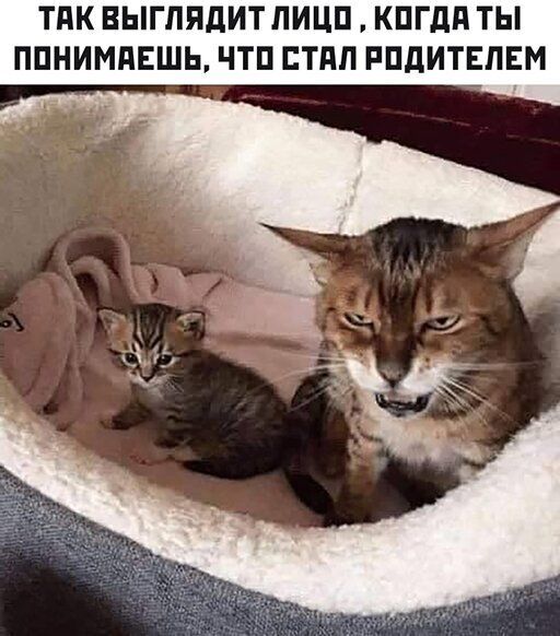 ВЫГПЯдИТПИЦП К МПЕШЬ ЧТП СТАЛ РПдИТЕЛЕМ